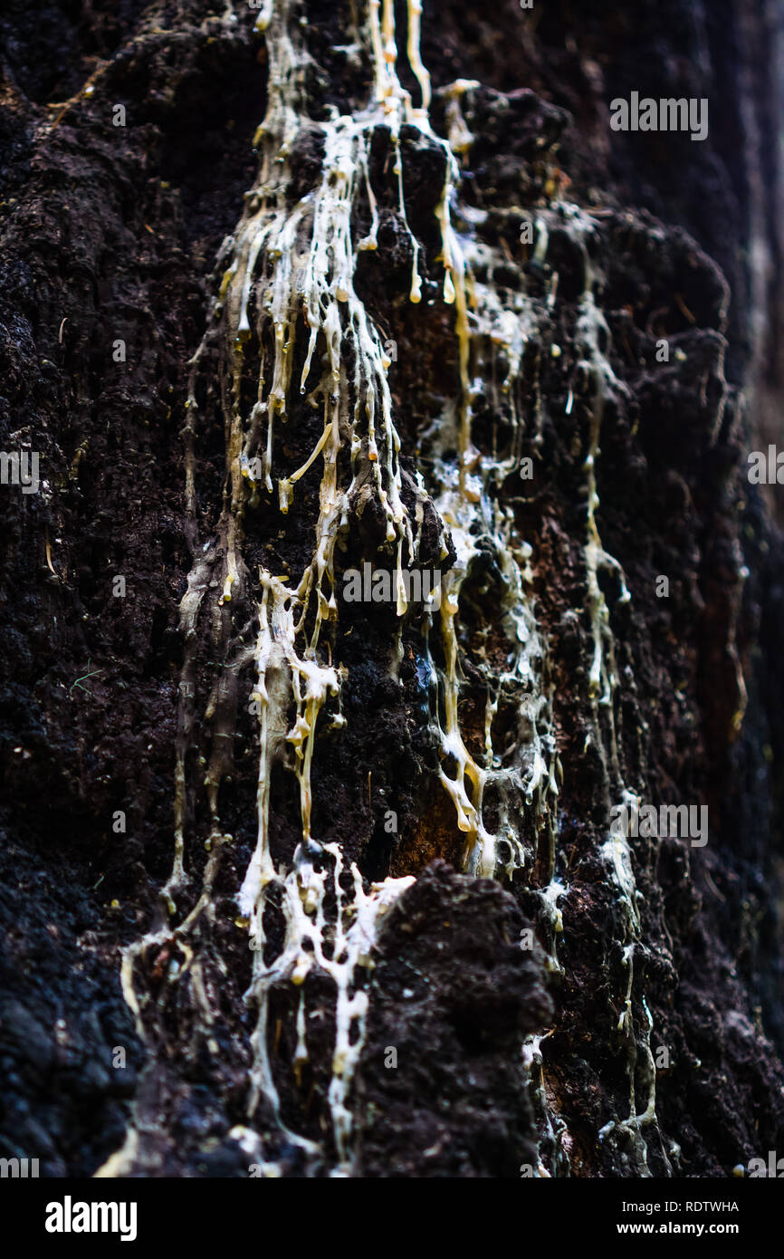 Close up of tree sap sliding over the rugged bark of a pine tree, California; shallow depth of field Stock Photo