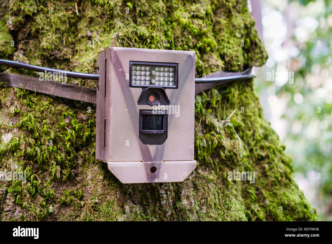 Wildlife monitoring device strapped on the base of a tree trunk, Santa Cruz mountains, San Francisco bay area, California Stock Photo