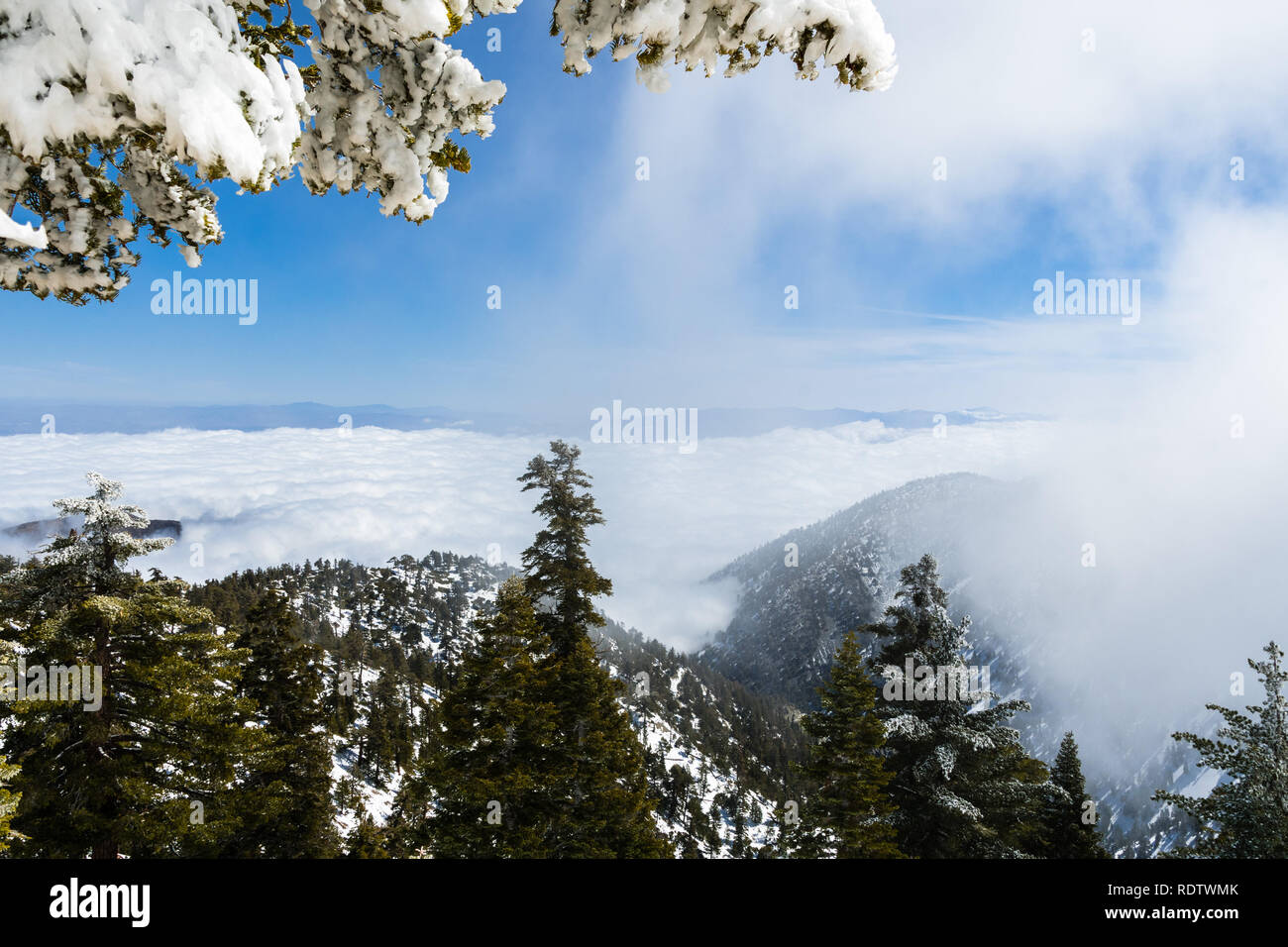 Evergreen trees high on the mountain; sea of white clouds in the background covering the valley, Mount San Antonio (Mt Baldy), Los Angeles county, Cal Stock Photo