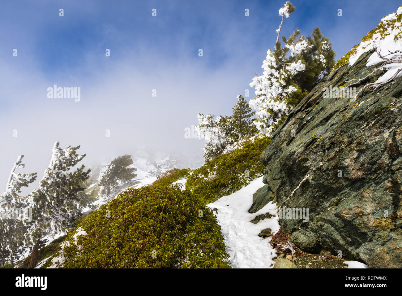 Narrow Hiking trail on the slopes of Mount San Antonio (Mt Baldy) covered in snow on a winter day; fog rising from the valley and covering the sky in  Stock Photo