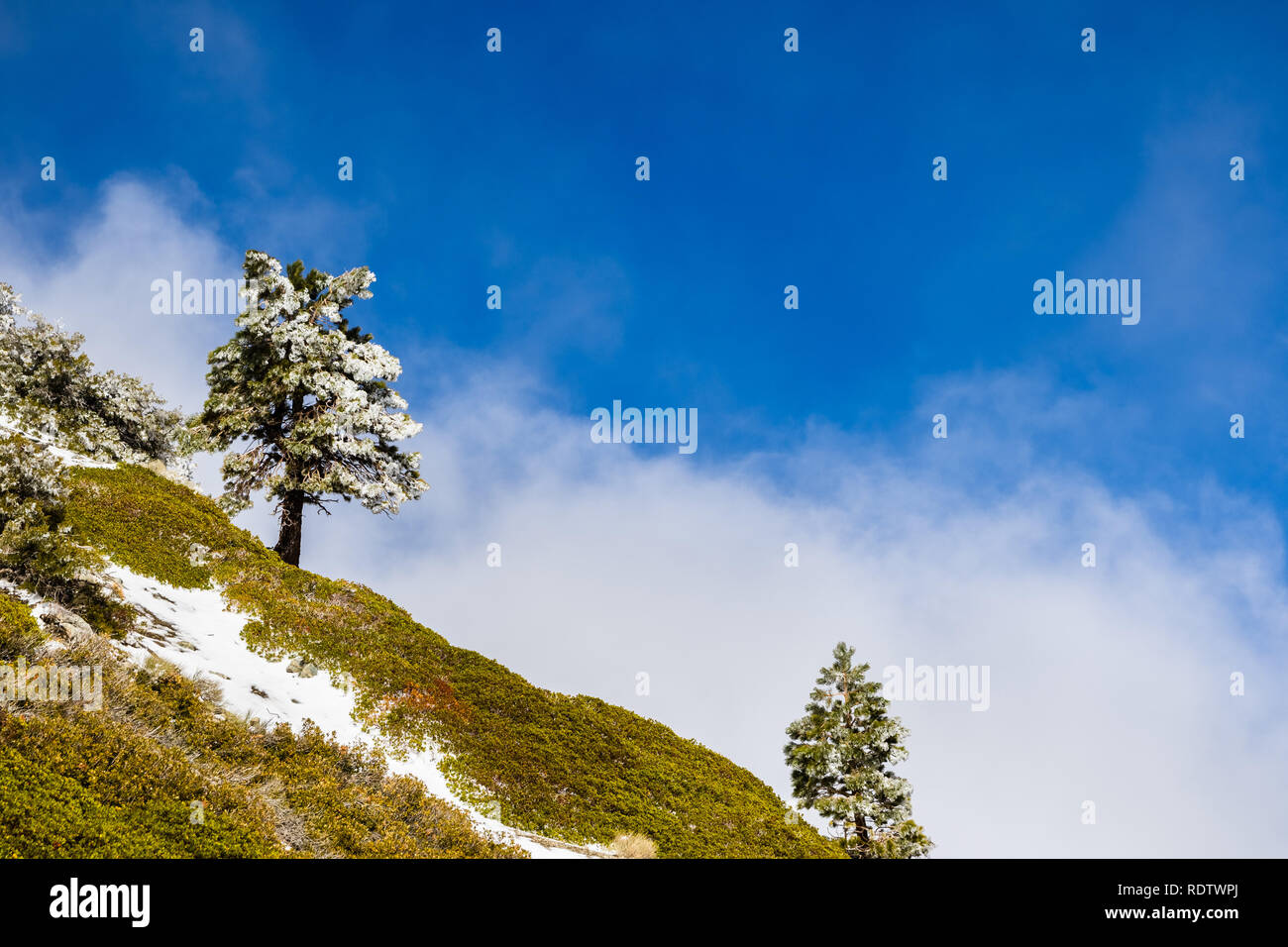 Pine tree covered in frost high on the mountain; fog rising up from the valley, Mount San Antonio (Mt Baldy), Los Angeles county, California Stock Photo