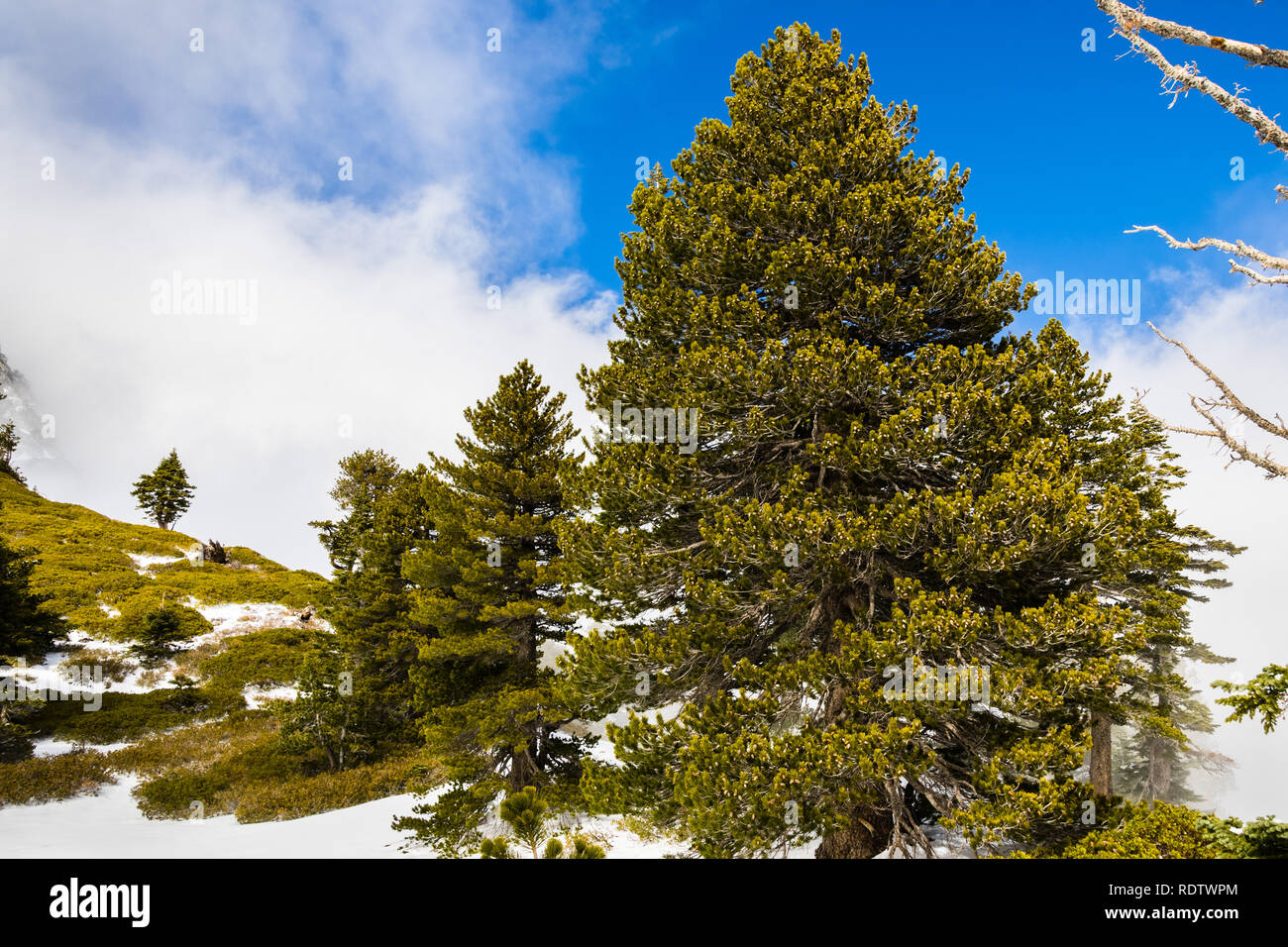 Beautiful green pine trees growing on the slopes of Mount San Antonio