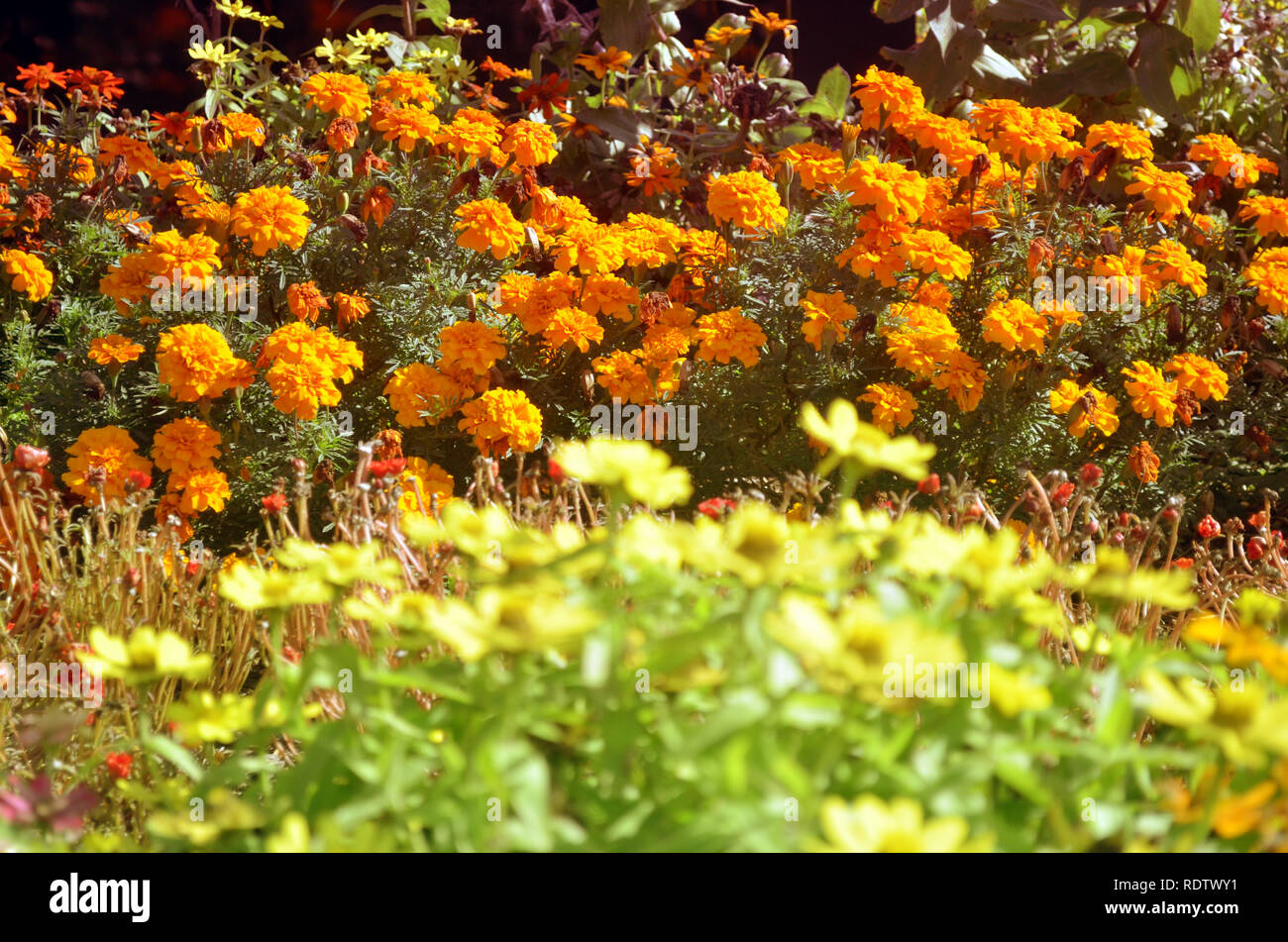 Small flowerbed of mums and yellow flowers Stock Photo