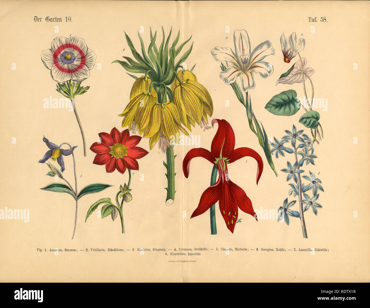 Flowers of the Garden, Victorian Botanical Illustration Stock Photo