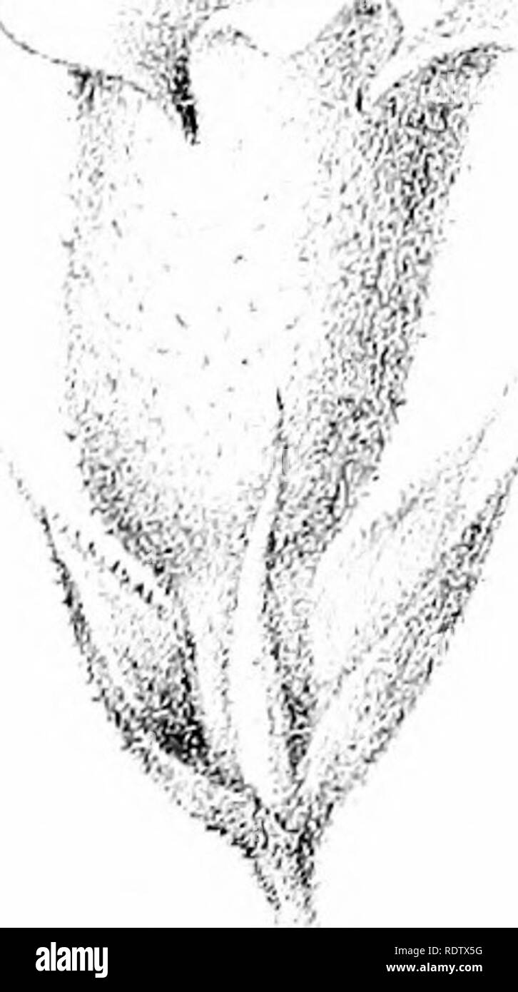 . Description and illustrations of the myoporinous plants of Australia. Vol. 2. Lithograms. Myoporaceae; Botany. r* /&quot; ^. / / ^^- ! ) â .It i 3 J I' n) y /^ rj 1% i/  J# P-.Gr.i'T del X. Troedel &amp; C^LiUv FvM (liTBxU 3tearii ,..1:0 iov. Frinliiii!; C'f'fi:-;- rtlelb l2^^)iiiÂ®]!)Ml^Â£i 'l&amp;iiar^Af. Please note that these images are extracted from scanned page images that may have been digitally enhanced for readability - coloration and appearance of these illustrations may not perfectly resemble the original work.. Mueller, Ferdinand von, 1825-1896. Melbourne, J. Ferres Stock Photo