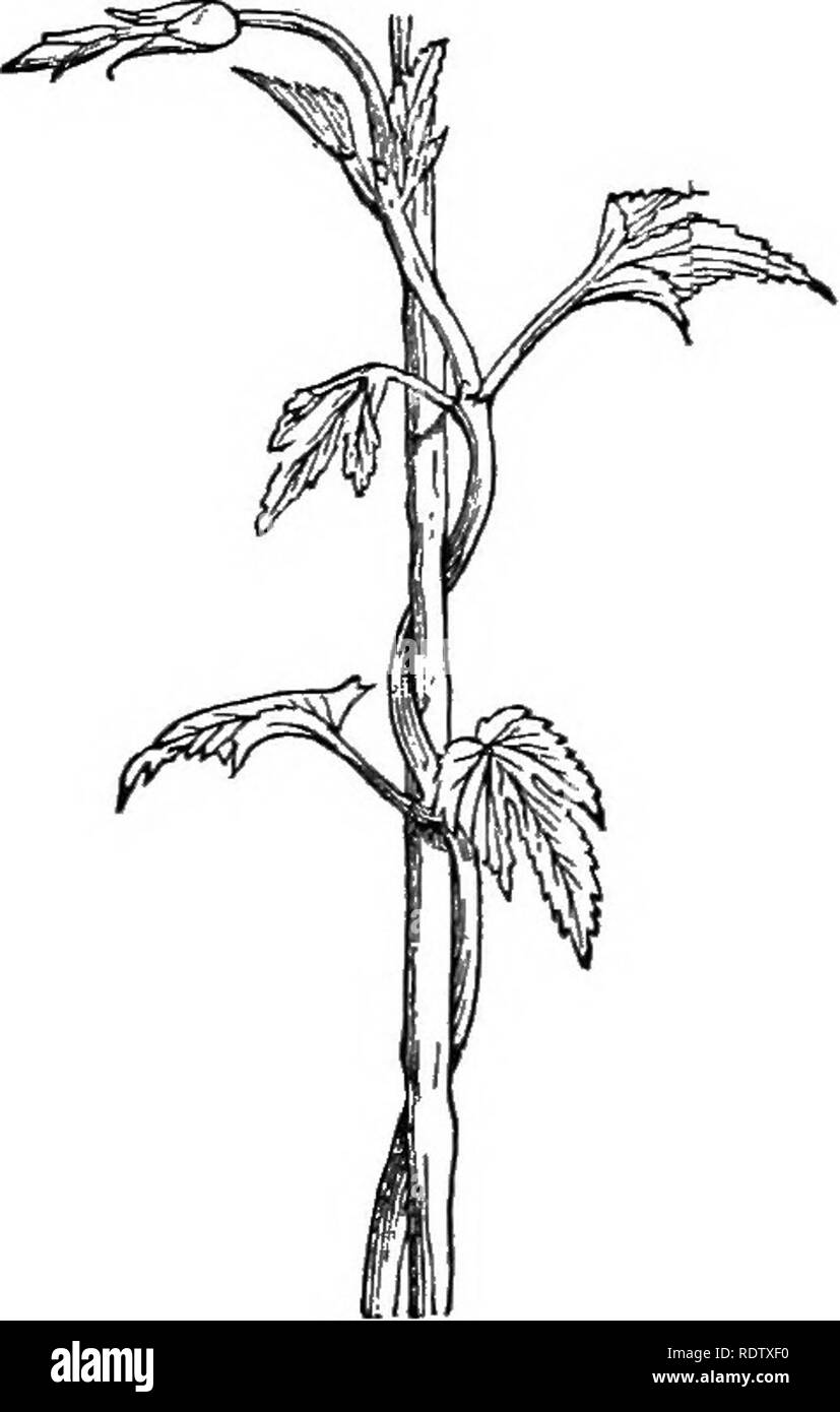 Twining stems Black and White Stock Photos & Images - Alamy
