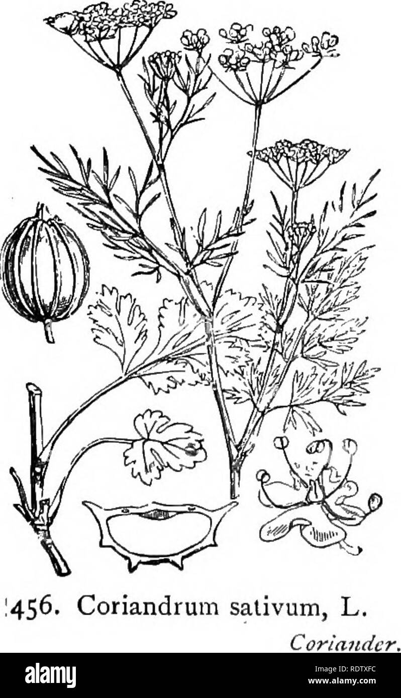 . Illustrations of the British flora: a series of wood engravings, with dissections, of British plants. Botany; Botany. 454. Physospermum cornubiense, DC. 455. Smyrnium Oliisatrum, L. P. commutaUim, Spr. ; Danaa cor., Burn, Alexanders; K. Cornish PkysospeTitt. XXXVI. ARALIACE/E.. Please note that these images are extracted from scanned page images that may have been digitally enhanced for readability - coloration and appearance of these illustrations may not perfectly resemble the original work.. Fitch, W. H. (Walter Hood), 1817-1892; Smith, George Worthington, 1835-1917; Bentham, George, 1800 Stock Photo