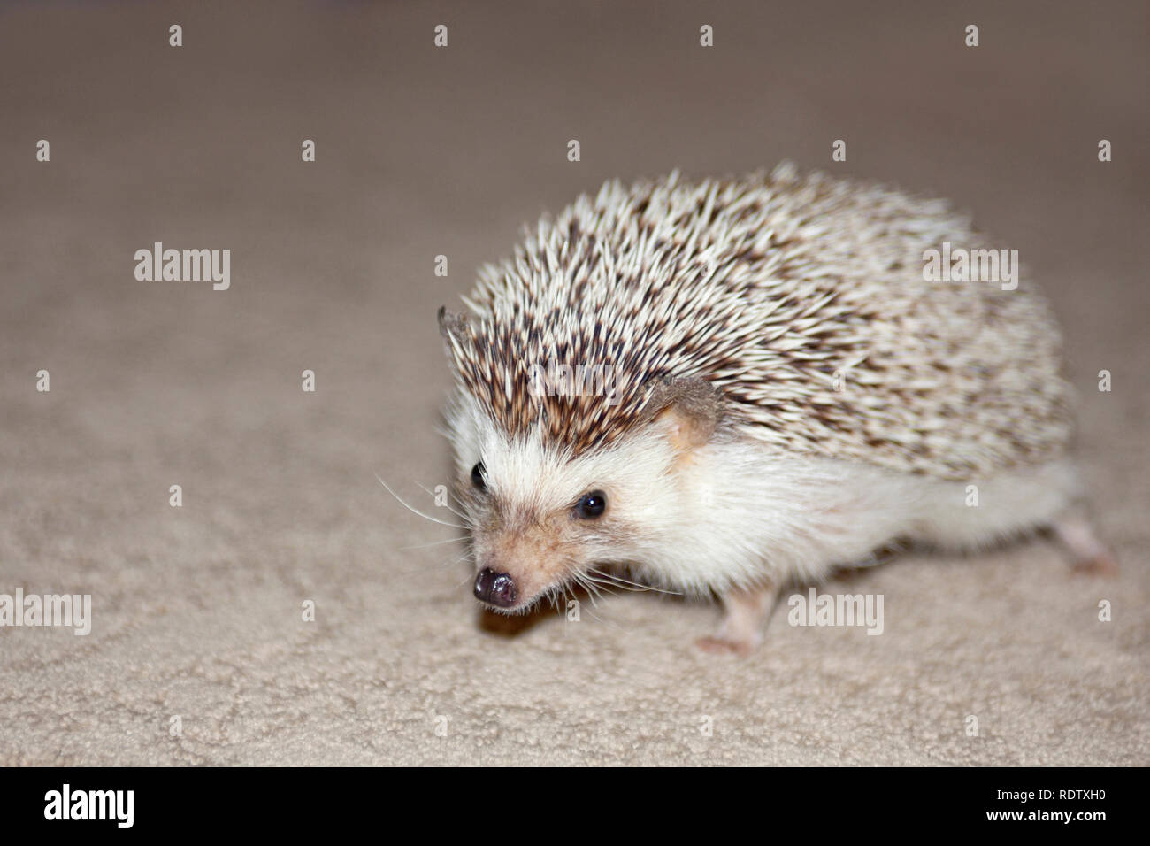 A pet Hedgehog explores his surroundings Stock Photo Alamy