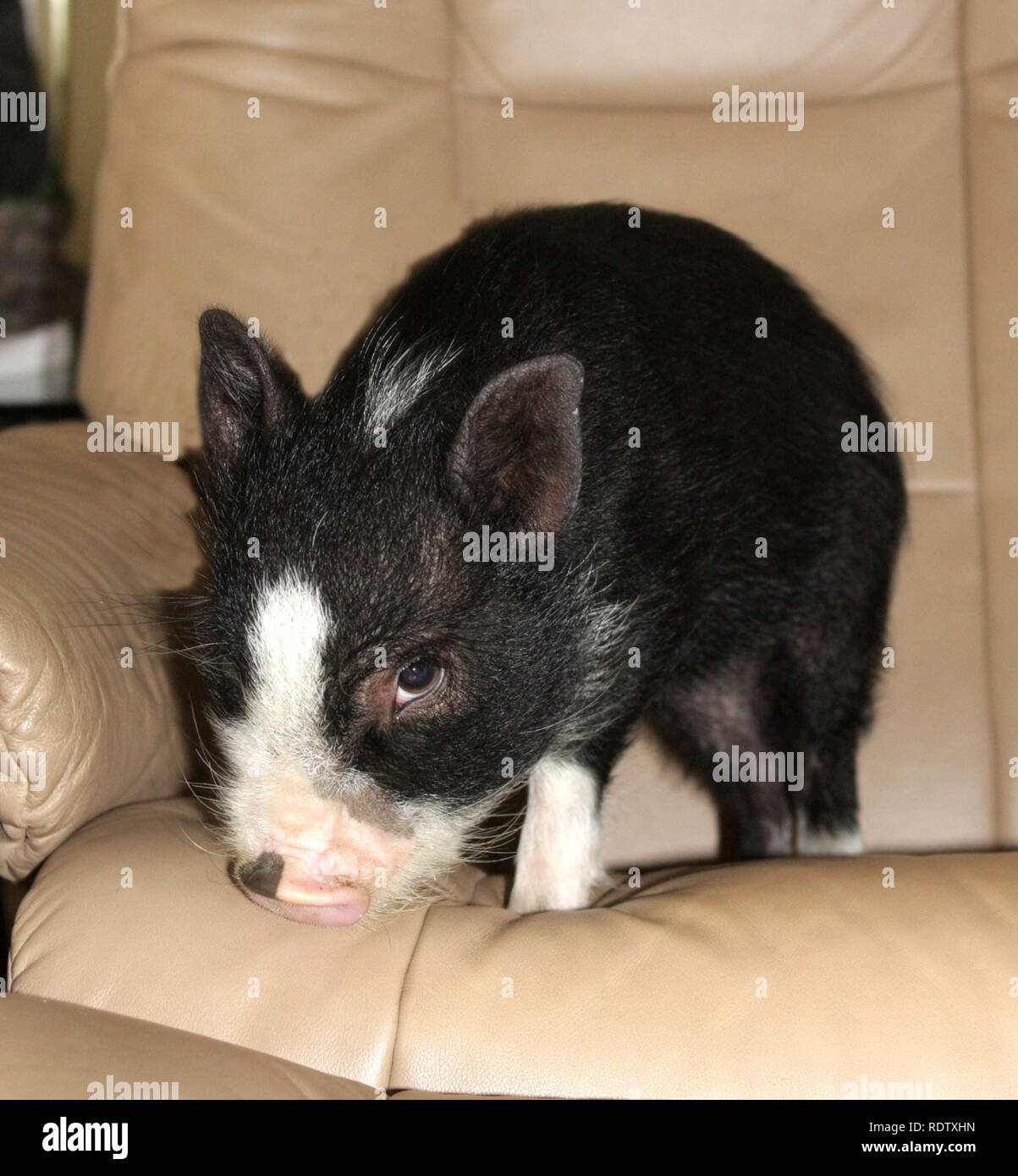 A Vietnamese Pot Belly pig looking guilty Stock Photo