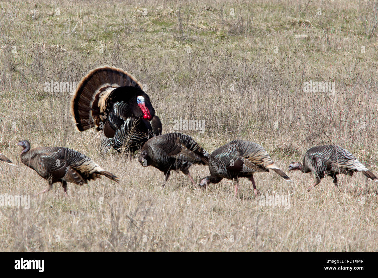 A wild Tom turkey displays in front of his hens Stock Photo