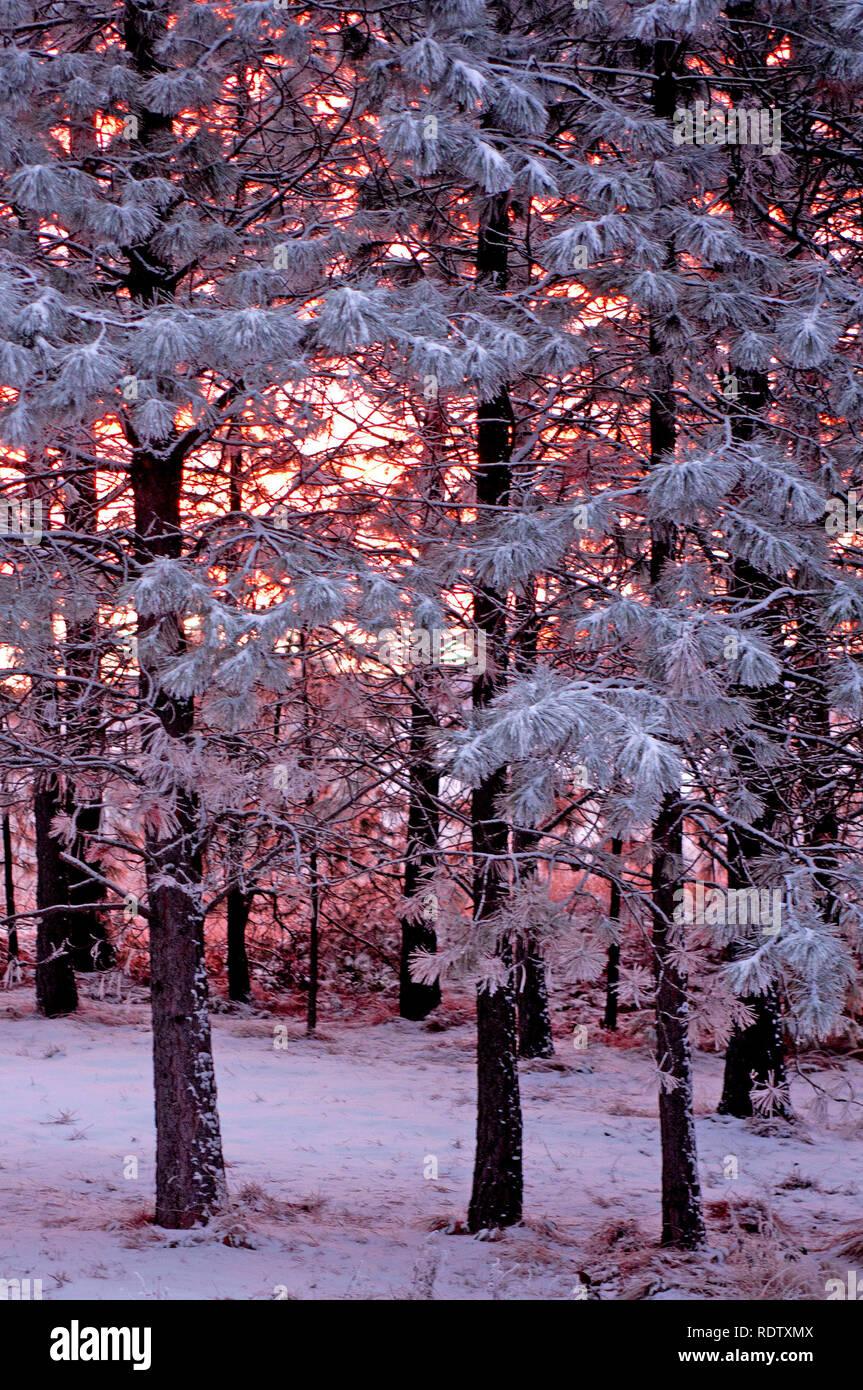 A stunning pink sunrise through frost and snow laden trees Stock Photo