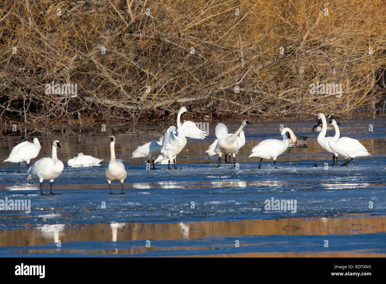 Migrating Tundra Swans take a stop over on a lake that still has some ice on it. Stock Photo