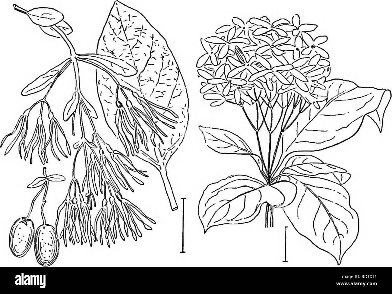 . Ornamental shrubs of the United States (hardy, cultivated). Shrubs. 284 DESCRIPTIONS OF THE SHRUBS holly-like evergreen leaves 2 to 4 inches long, Hollt-leaved Olite (487) — Osmanthus Aquifblium. While the foliage looks like the holly, the arrangement on the stem shows at once the difference. All true hollies have alternate, this has opposite, leaves. The plant can be successfully cultivated with hut little protection north to Philadelphia and has a number of varieties: some vyith variegated foliage, as aiireum, yellow- blotched; arg^nteum, white-blotched. [Seeds (slow in germination) ; twig Stock Photo