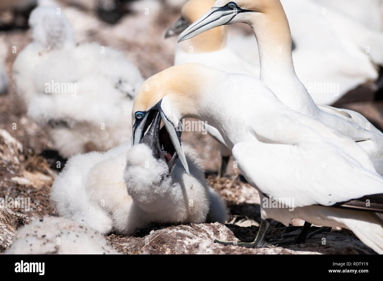 Close-up portrait of two northern gannets and nestling, morus bassanus during nesting season. Stock Photo