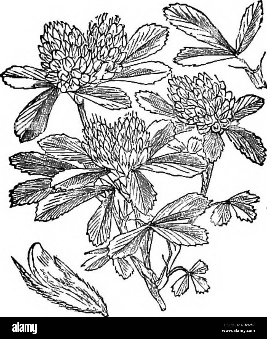 . Illustrations of the British flora: a series of wood engravings, with dissections, of British plants. Botany; Botany. 250. Trifolium striatum.. 251. Trifolitim booeoni.. Please note that these images are extracted from scanned page images that may have been digitally enhanced for readability - coloration and appearance of these illustrations may not perfectly resemble the original work.. Fitch, W. H. (Walter Hood), 1817-1892; Smith, Worthington George, 1835-1917; Bentham, George, 1800-1884. Handbook of the British flora. London, L. Reeve &amp; Co. Stock Photo