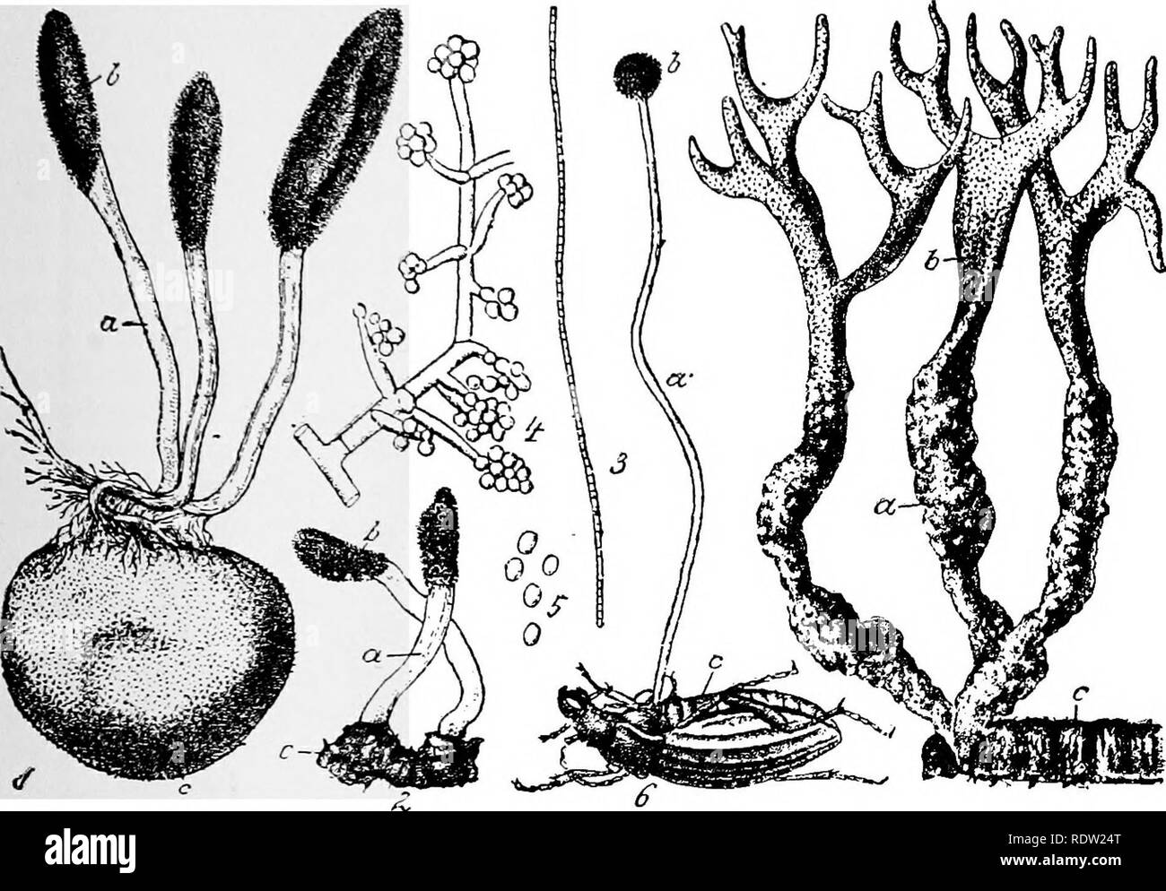 . A manual of poisonous plants, chiefly of eastern North America, with brief notes on economic and medicinal plants, and numerous illustrations. Poisonous plants. ASCOMYCETES—EUASCI—PERISPORIALES 273 Poisonous properties. This species is abundant and often causes serious trouble; it certainly renders the hay nearly worthless to be fed to animals. It often, no doubt, gives rise to a stomatitis such as is described for other fungi. HYPOCREALES Perithecia spherical or ellipsoidal, with an ostiolum; stroma when present variously colored, reddish, yellow, never black or hard.. Fig. 95. Various spec Stock Photo