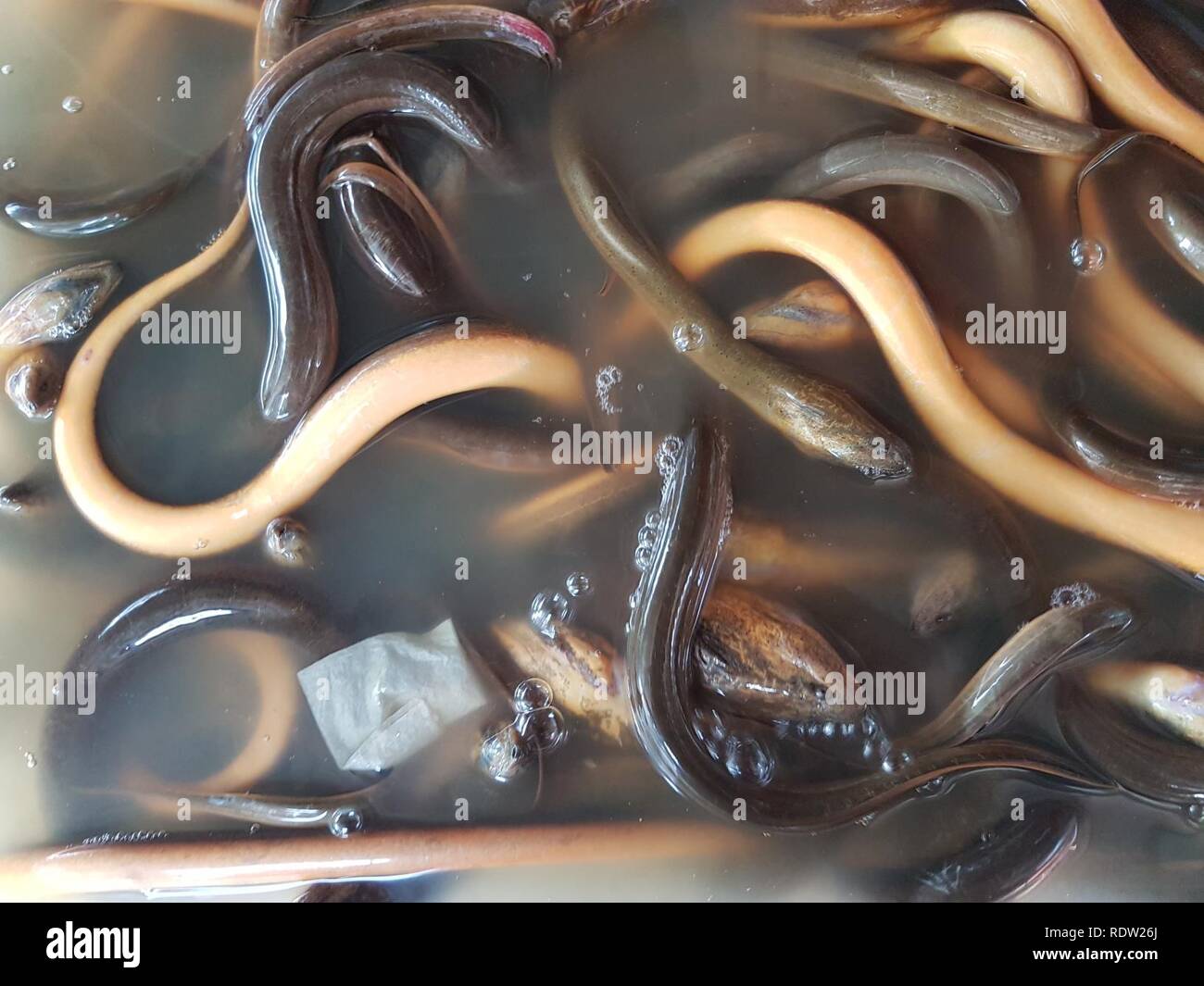 Asian swamp eel (Monopterus albus) at a restaurant in Mindanao, Philippines 04. Stock Photo