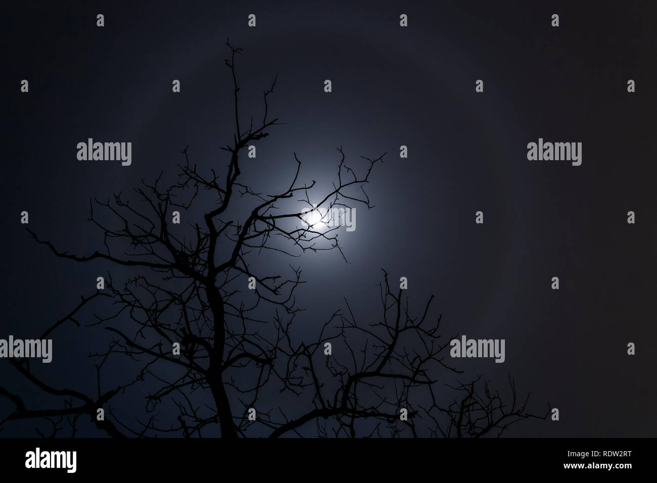 Moon halo and tree silhouette Stock Photo