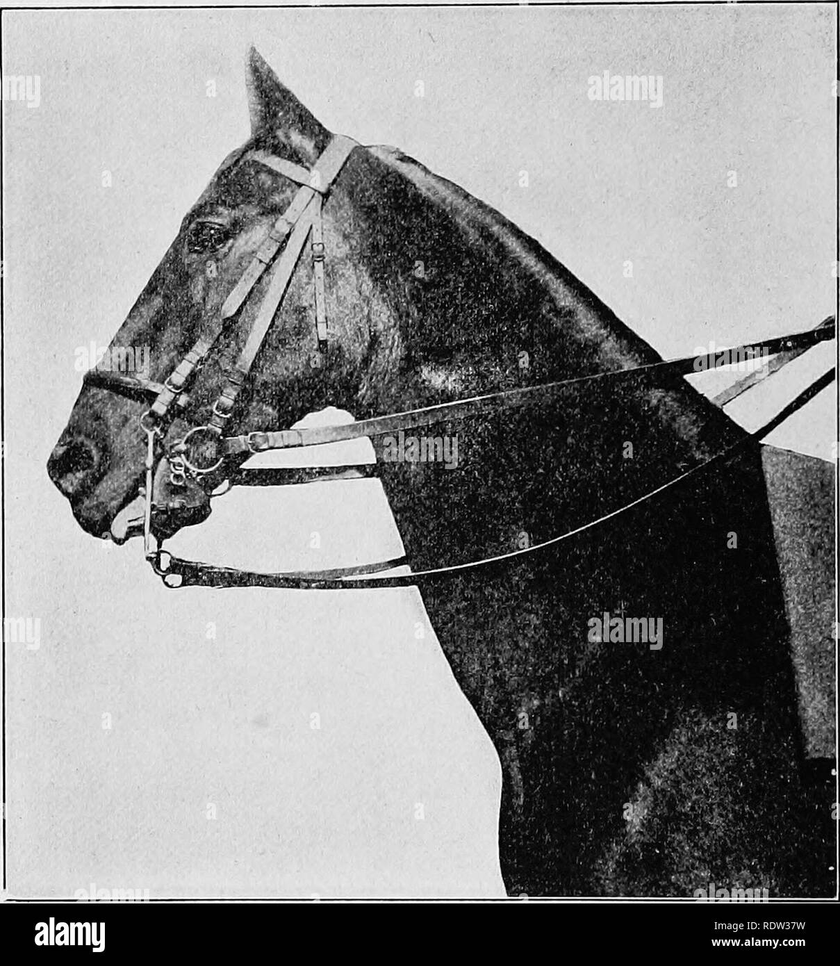 Tending horse Black and White Stock Photos & Images Alamy