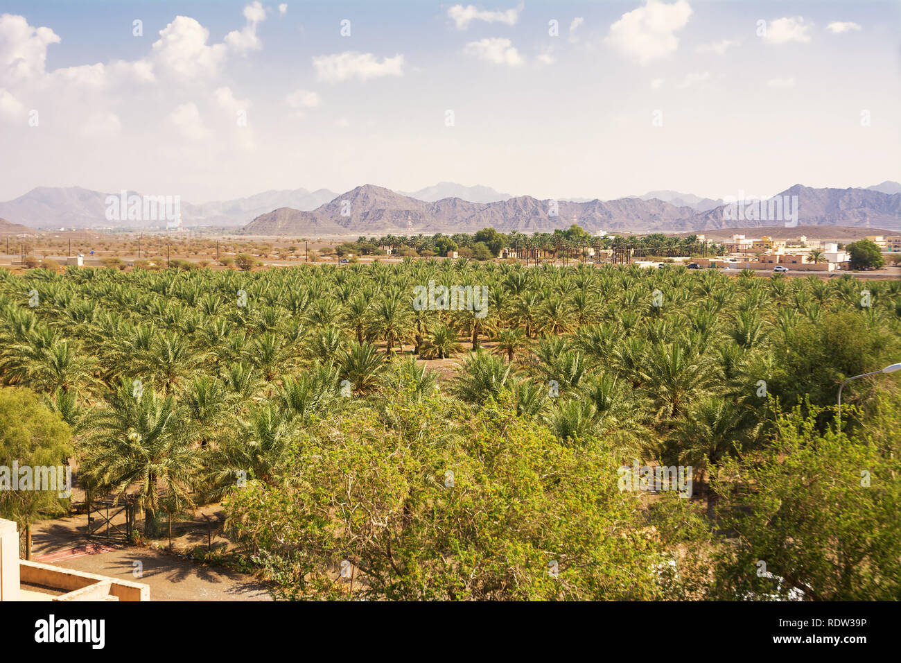 Cultivation of date trees in Oman Stock Photo