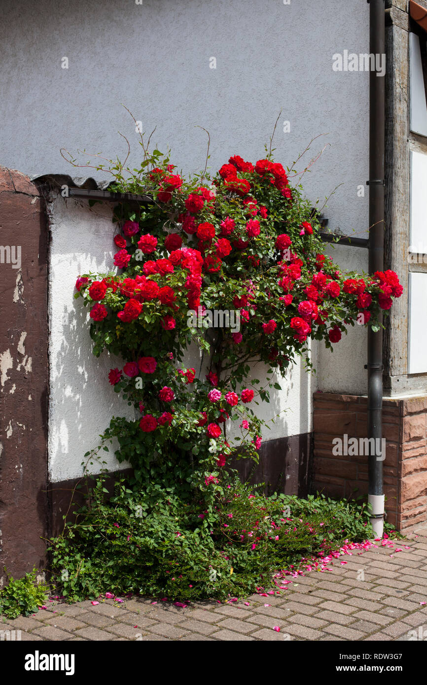 Roses in front of an old German building in Southern Germany. Stock Photo