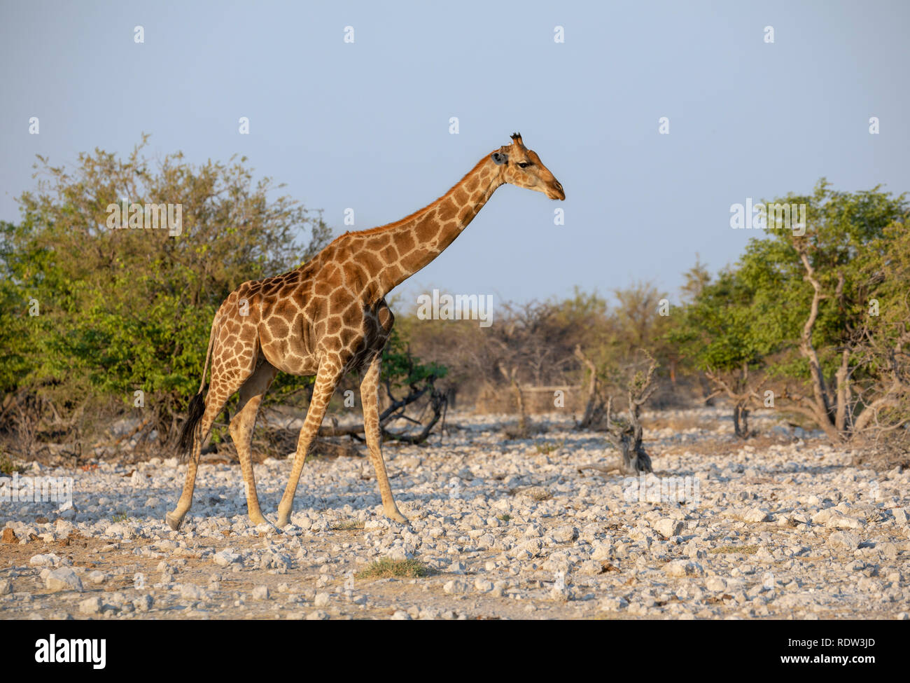 Southern giraffe (Giraffa giraffa). Subspecies - Angolan Giraffe or Namibian Giraffe (Giraffa giraffa angolensis) Stock Photo