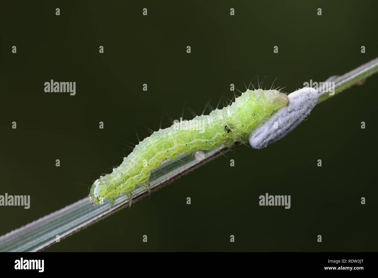 Moth larva, Autographa gamma, and parasitoid wasp cocoon Stock Photo