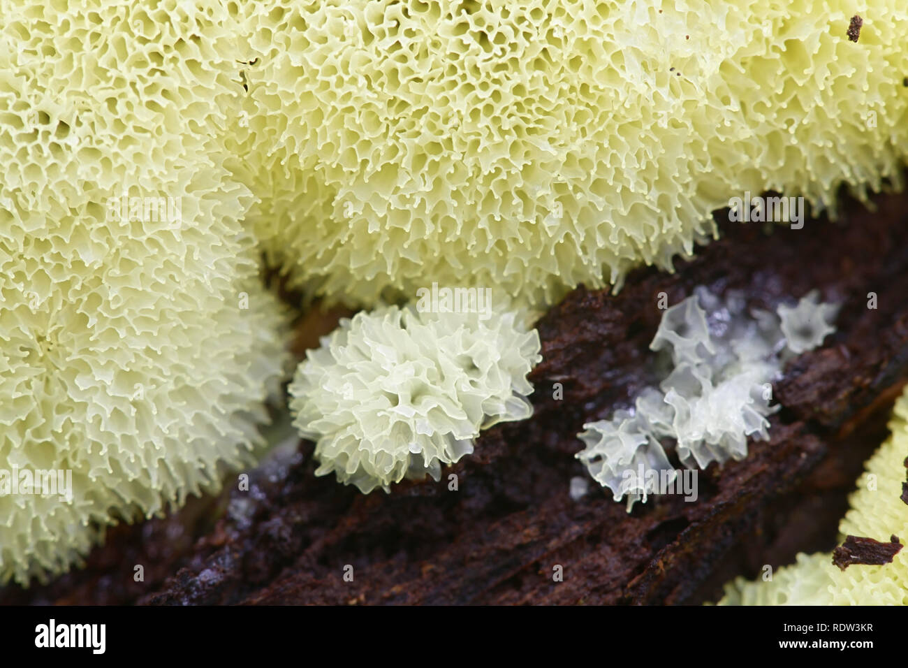 Coral slime mold, Ceratiomyxa fructiculosa var. porioides Stock Photo