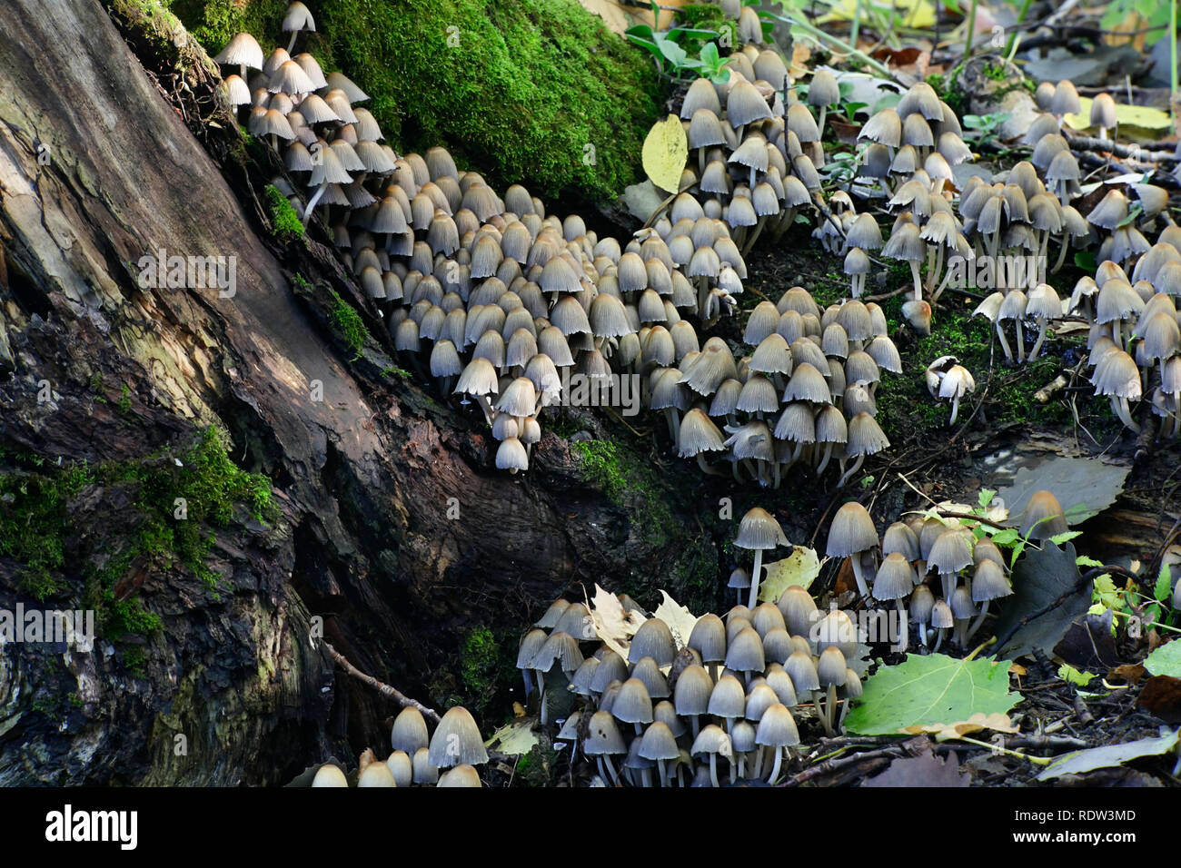 Coprinellus micaceus, Glistening Inkcap mushroom Stock Photo