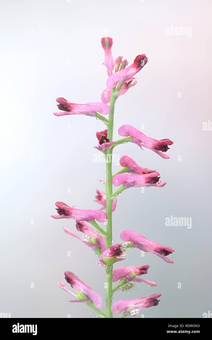 Fumaria officinalis, the common fumitory, drug fumitory or earth smoke Stock Photo