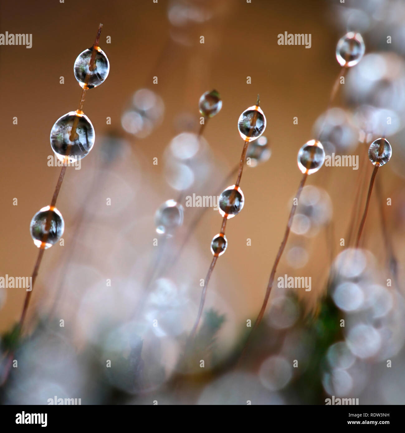 Moss and morning dew, extreme close-up Stock Photo