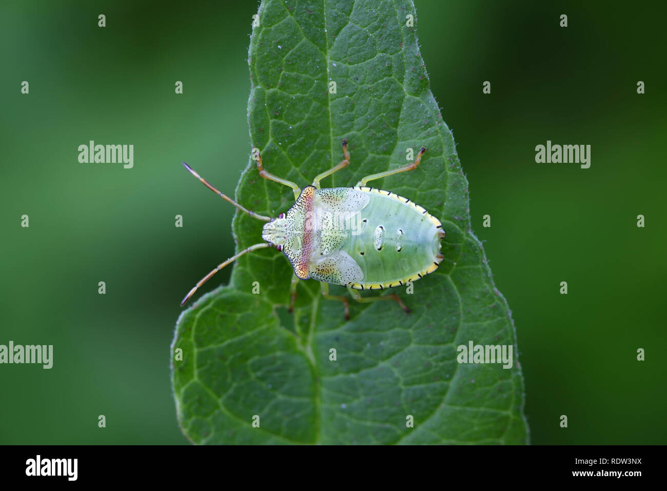 Hawthorn shield bug nymph, Acanthosoma haemorrhoidale Stock Photo