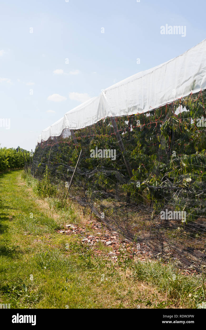 Cherry trees covered under nets as protection against birds Stock Photo