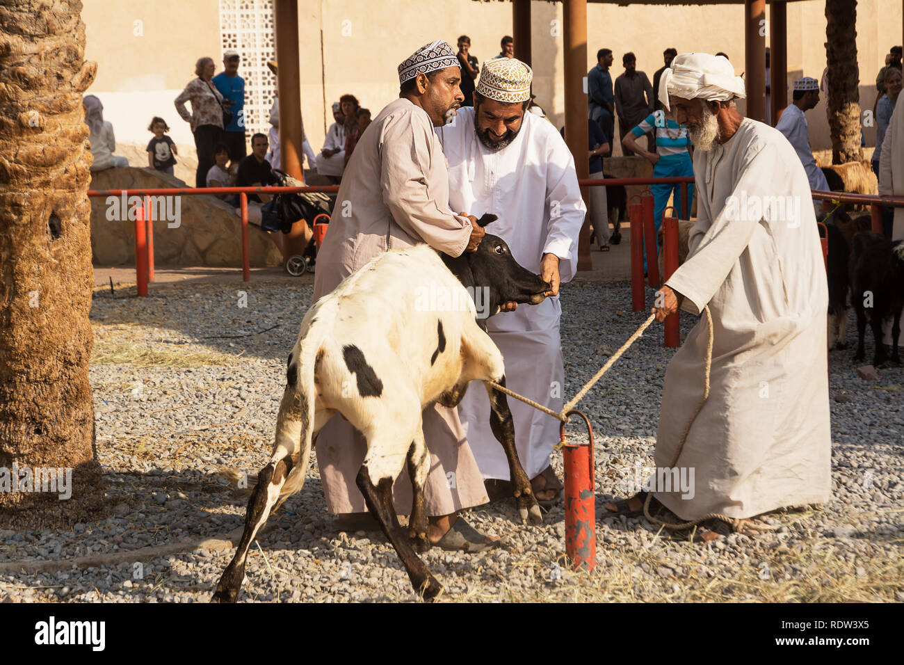 Nizwa, Oman - November 2, 2018: Omani men evaluate for the purchase of a calf at the Friday animal market in Nizwa Stock Photo