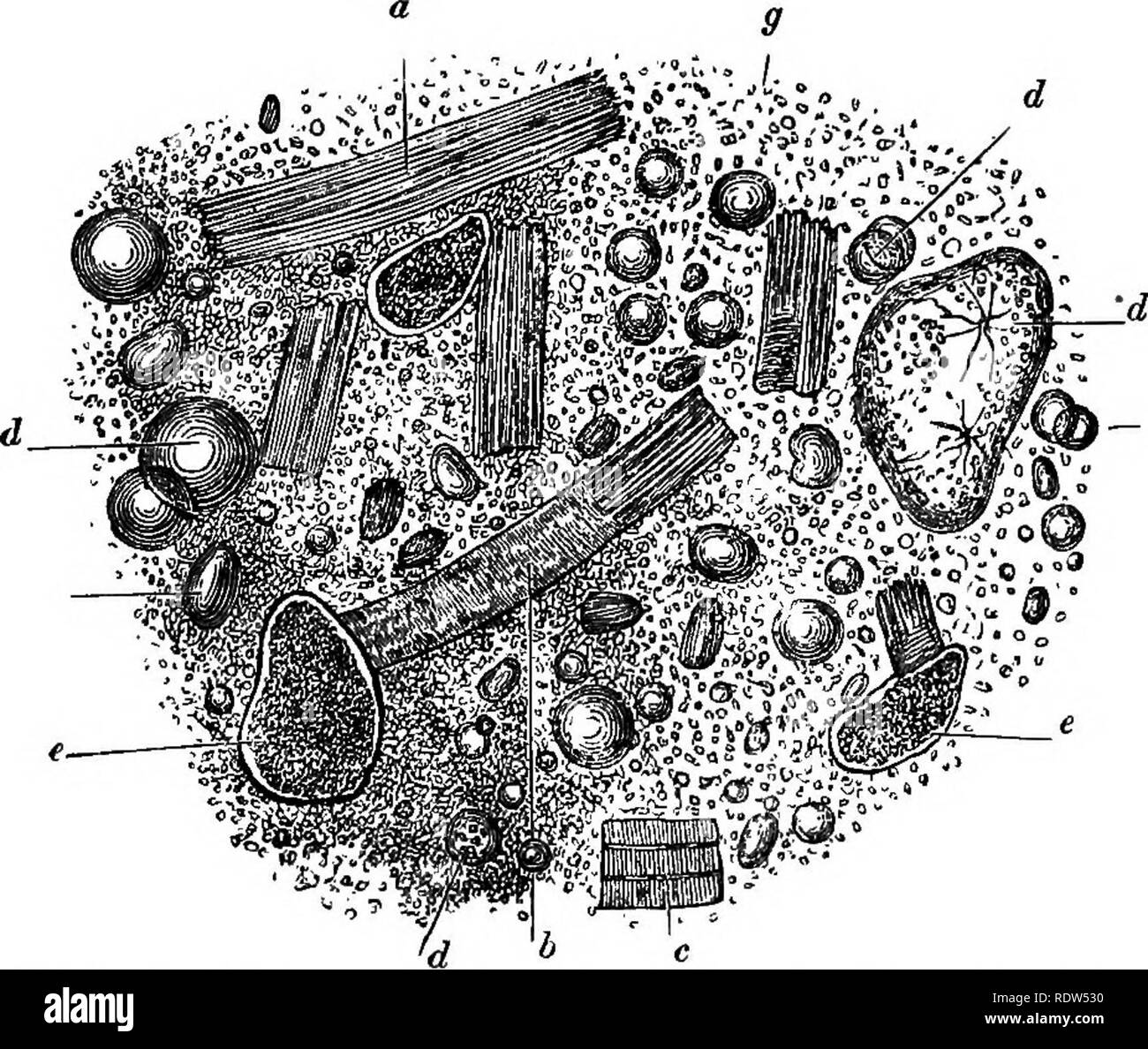 A Text Book Of Comparative Physiology For Students And Practitioners Of Comparative Veterinary Medicine Physiology Comparative Diabstion Of Pood 365 Deglutition Is The Result Of The Co Ordinated Action Of Many Muscular Mechanisms