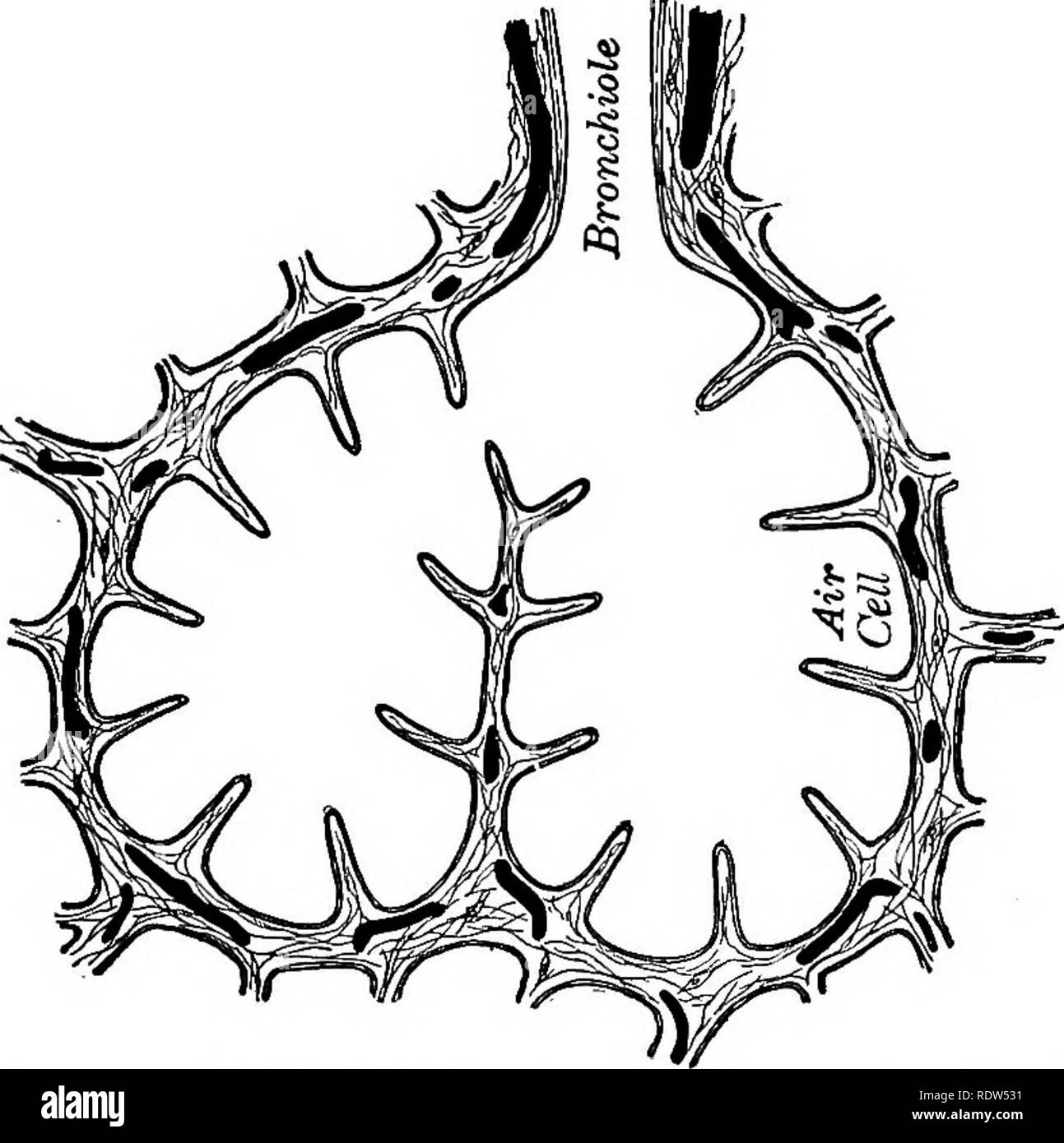 Respiratory system diagram Black and White Stock Photos & Images - Alamy