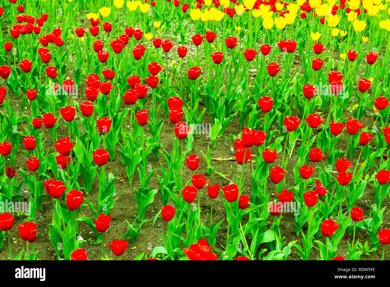 Field of red and yellow tulips Stock Photo - Alamy