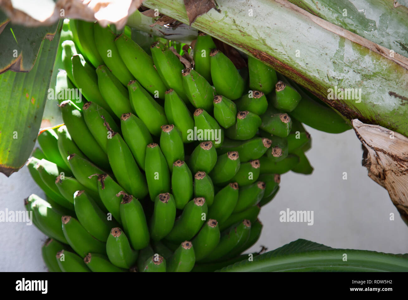 Banana plant in the wild Stock Photo Alamy