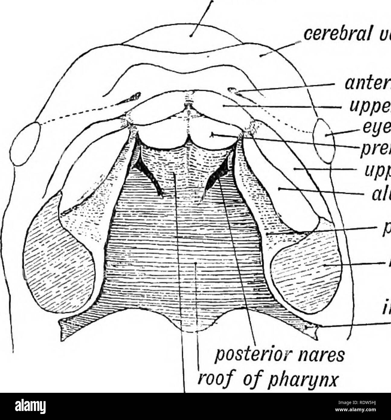 . Human embryology and morphology. Embryology, Human; Morphology. 8 HUMAN EMBRYOLOGY AND MOBPHOLOGY. accompany the nerves from the descending palatine. The nasal nerve and anterior ethmoidal artery supply the process in Iron It will thus be seen that the chief nerves and arteries ol botn processes are derived from structures in the spheno-maxillary fossa. MAXILLARY PROCESSES. The Parts formed from each Maxillary Process.—The max- illary process springs from the base of the mandibular arch and sweeping forwards below the eye separates that structure from mid brain cerebral uesicle anterior nare Stock Photo