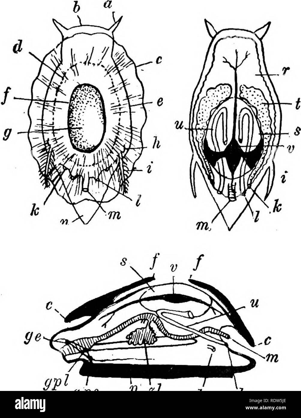 . A text-book of invertebrate morphology. Invertebrates. TYPE M0LLU8CA. 277 of the body there is a special thickening of the muscle-tissue to form a &quot;foot&quot; (Fig. 122, p), which assumes a great'variety of forms, and special muscles are developed for its protrac-. FiQ. 123. gpe P zl ^ 7 Diagrams showing the Abbangement of the Organs in an . Ideal MolLUSK (after Lankestek). a = tentacle. i = ctenidium. ft = head. k = reproductive pore. c = margin of mantle I = nephridial pore. d = margin of shell. m = anus. e = edge of body. n and p —• foot. /= edge of shell depression. r = coelom. g =  Stock Photo