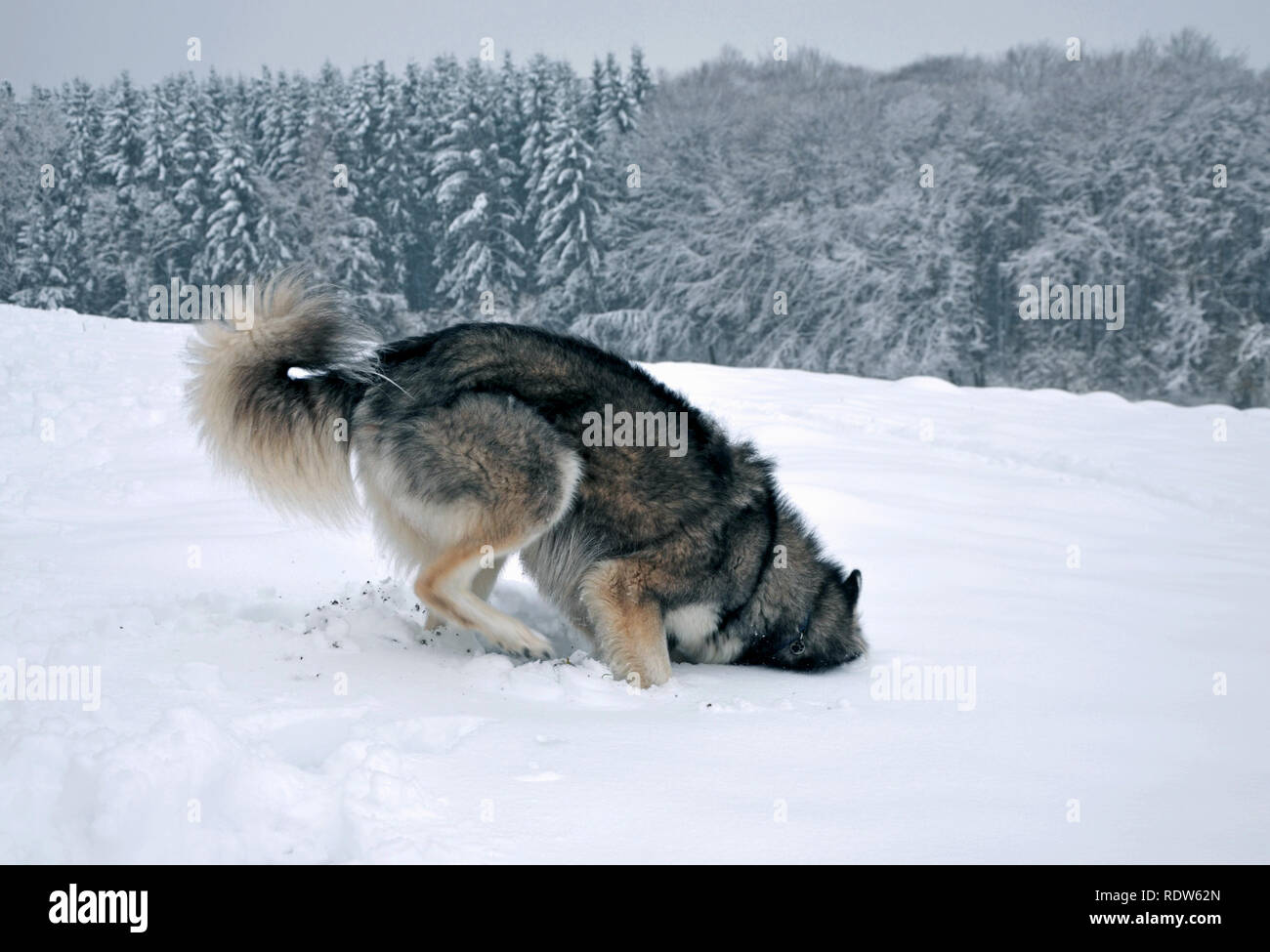 Siberian Husky digging and playing in snow Stock Photo Alamy