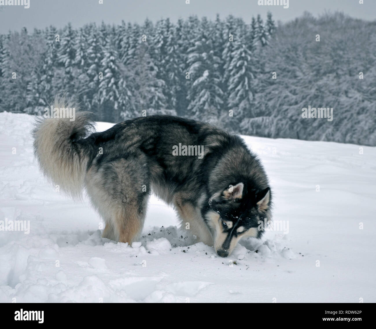 Siberian Husky digging and playing in snow Stock Photo Alamy