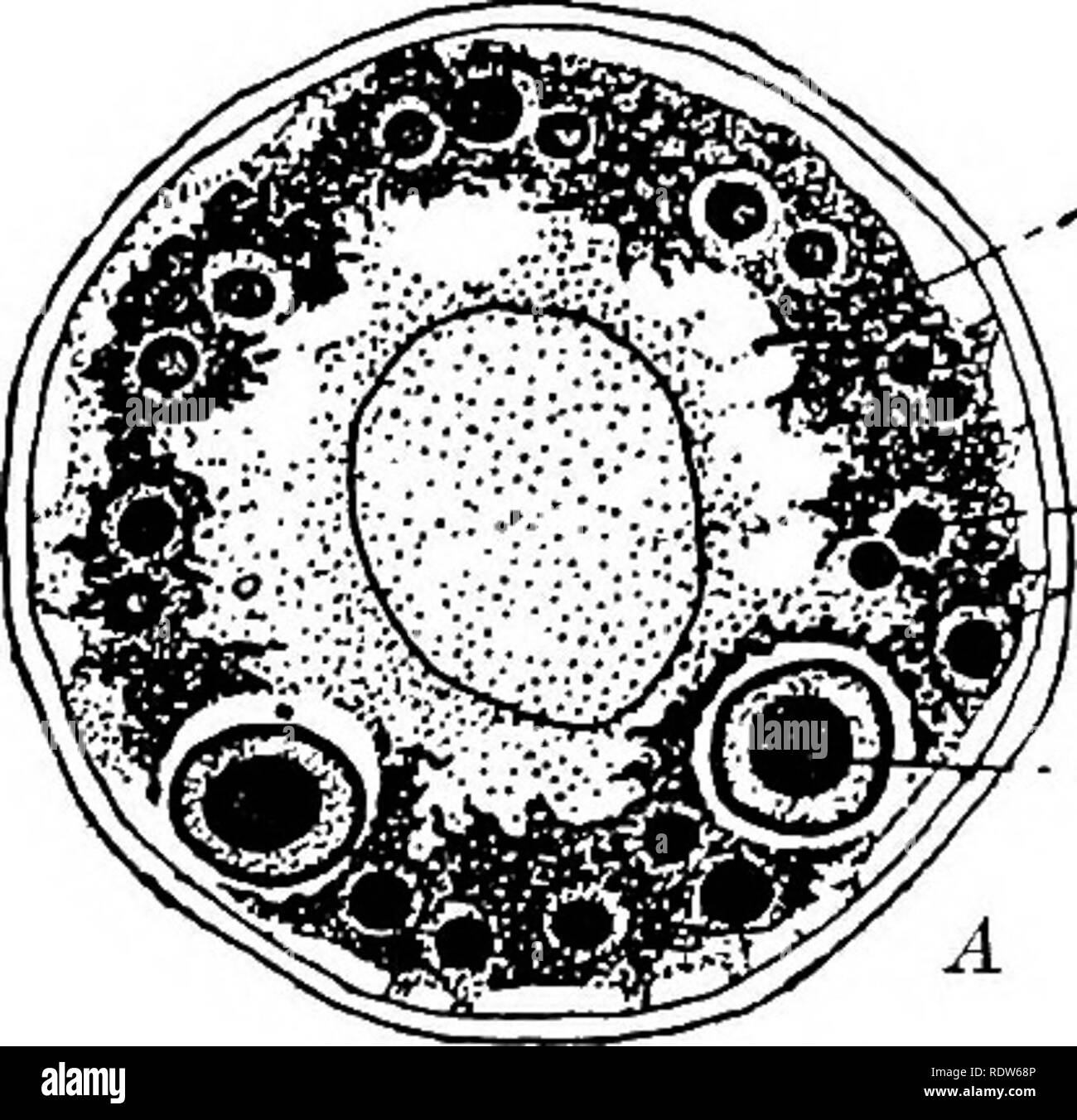 . The germ-cell cycle in animals . Cells. GERM-CELL CYCLE IN ANIMALS .Ch - n. N are recognizably concerned with the performance of certain definite functions. The fundamental difference, then, between the one-celled and the many-celled animals is that the differentiated struc- tures in the former are not separated from one another by cell walls as in multicellular organisms. Whether all,Protozoa possess a body which can be considered as specialized and set aside for reproduc- tion purposes, as the germ- plasm theory requires, is a question upon which author- ities differ. In certain cases it s Stock Photo