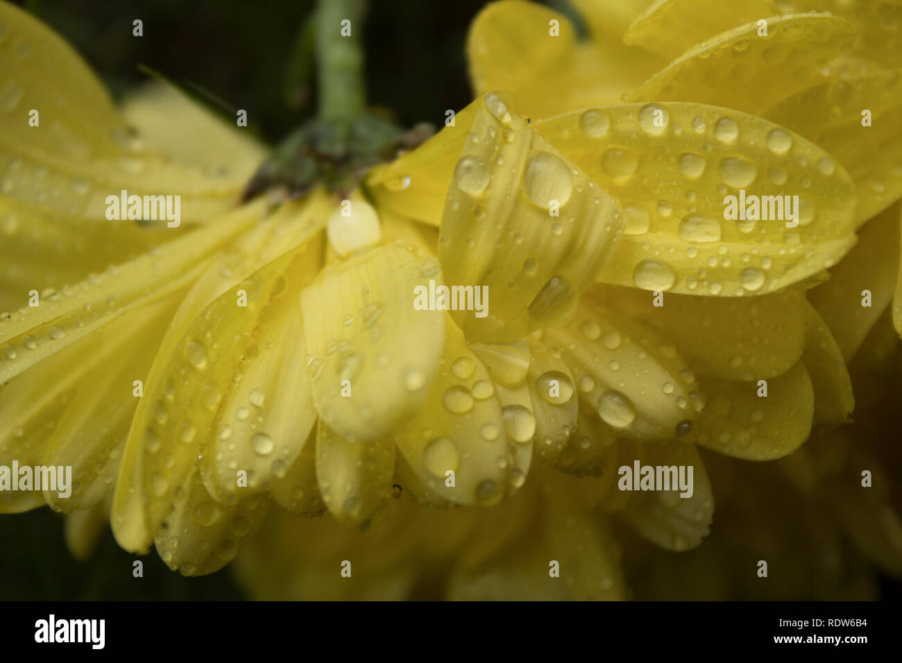 Yellow flower macro style covered in water droplets Stock Photo