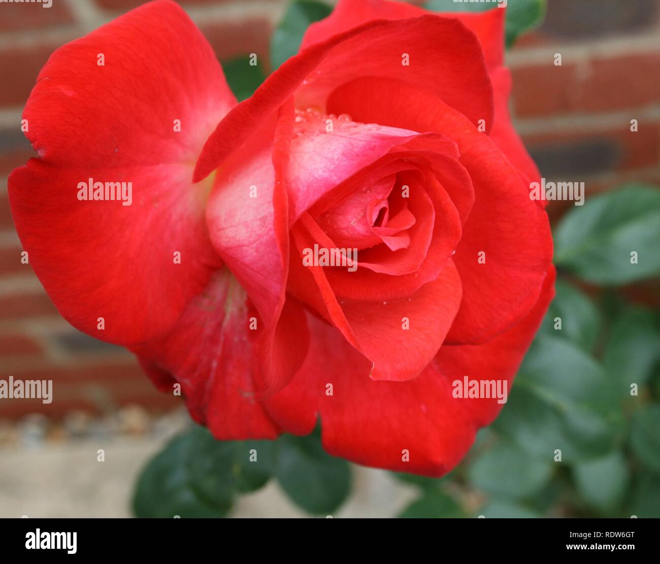 Rose of Love Stock Photo