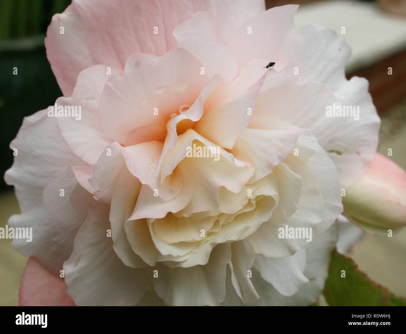 Morning rose in full bloom Stock Photo