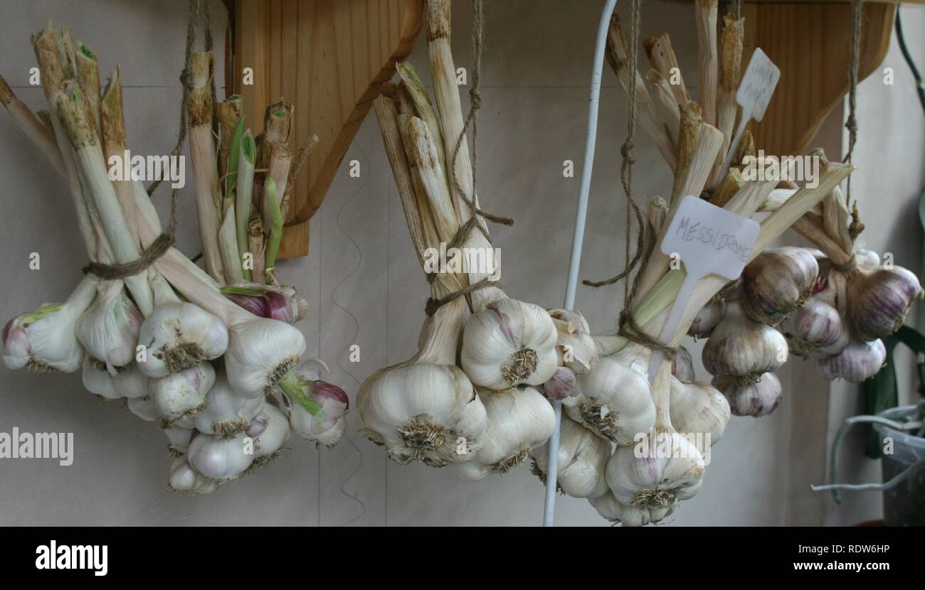 Bunches of Garlic Stock Photo