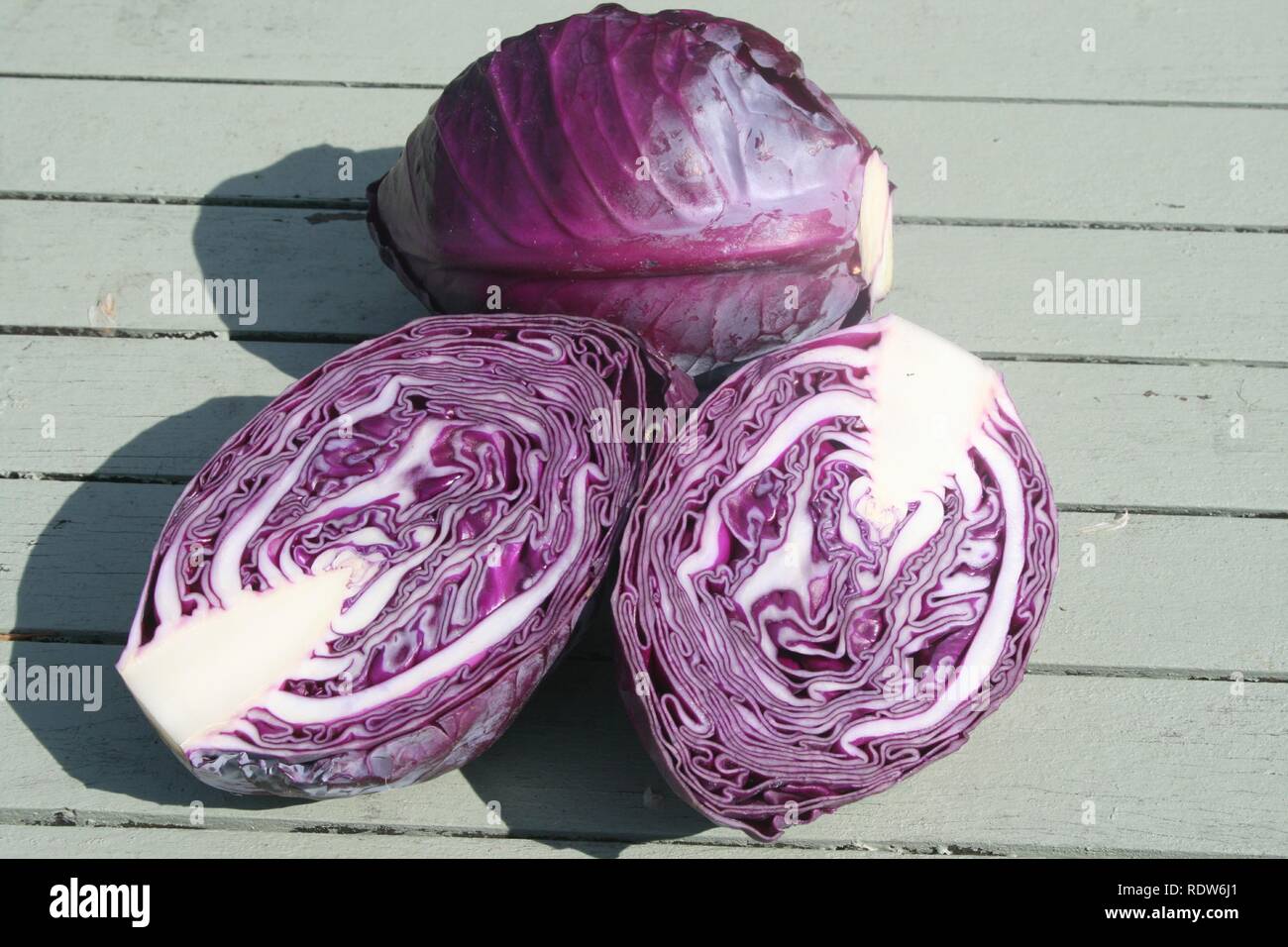Red Cabbage Fresh from the garden Stock Photo