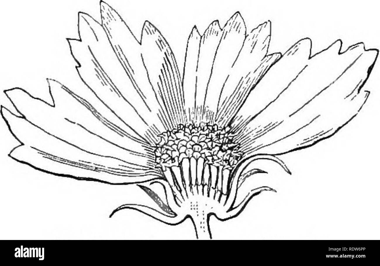 . Botany for young people and common schools : how plants grow : a simple introduction to structural botany : with a popular flora, or, an arrangement and description of common plants, both wild and cultivated . Botany; Botany. 166 POPULAR FLORA. there are five chaflfy and pointed scales (Fig. 409). But more commonly the pappus con- sists of bristles, or downy hairs (as its name denotes). Asters, Groundsels, and especially Thistles, afFord most familiar examples of such a hairy or downy pappus; those of Thistles, &amp;c. in autumn sailing about in every breeze. Fig. 411 shows the very soft dow Stock Photo
