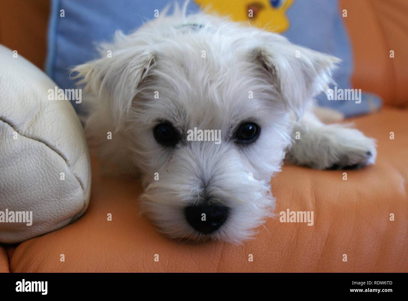West highland white terrier puppy lying on the bed Stock Photo
